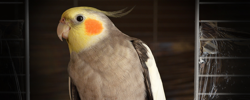 birb