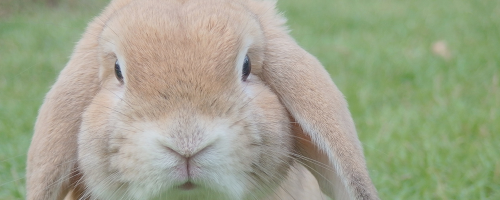 bunny1