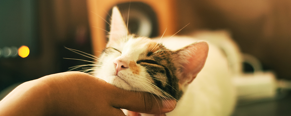 cat1
