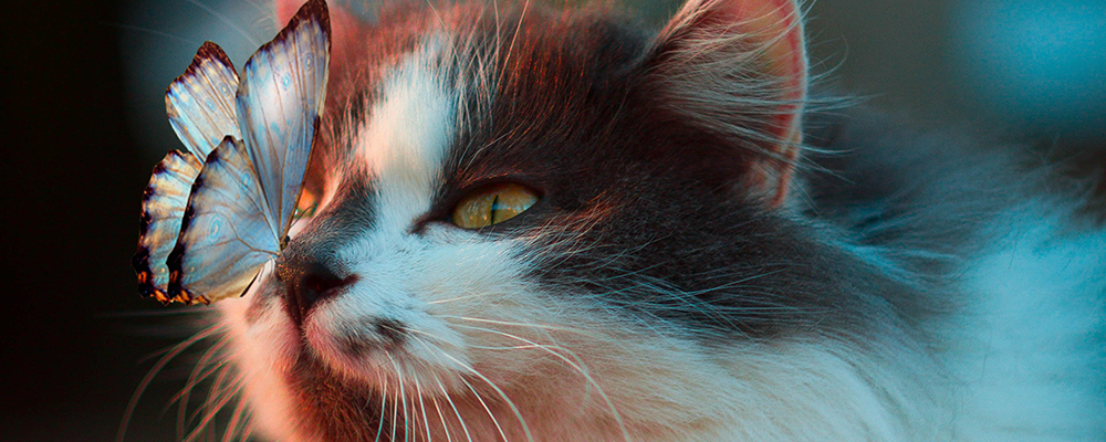 cat2