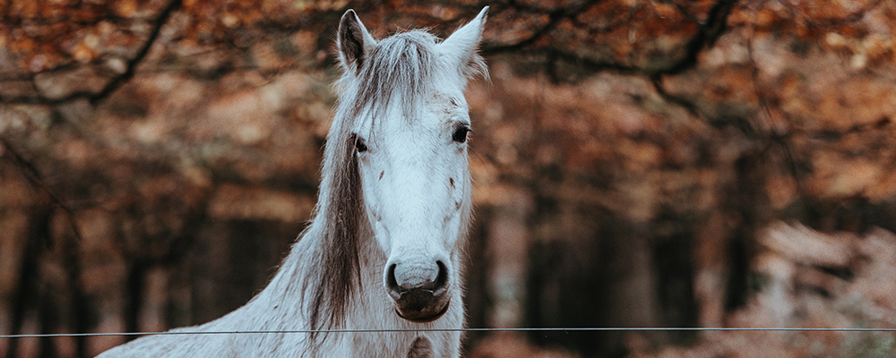 family's pet - slideshow images template